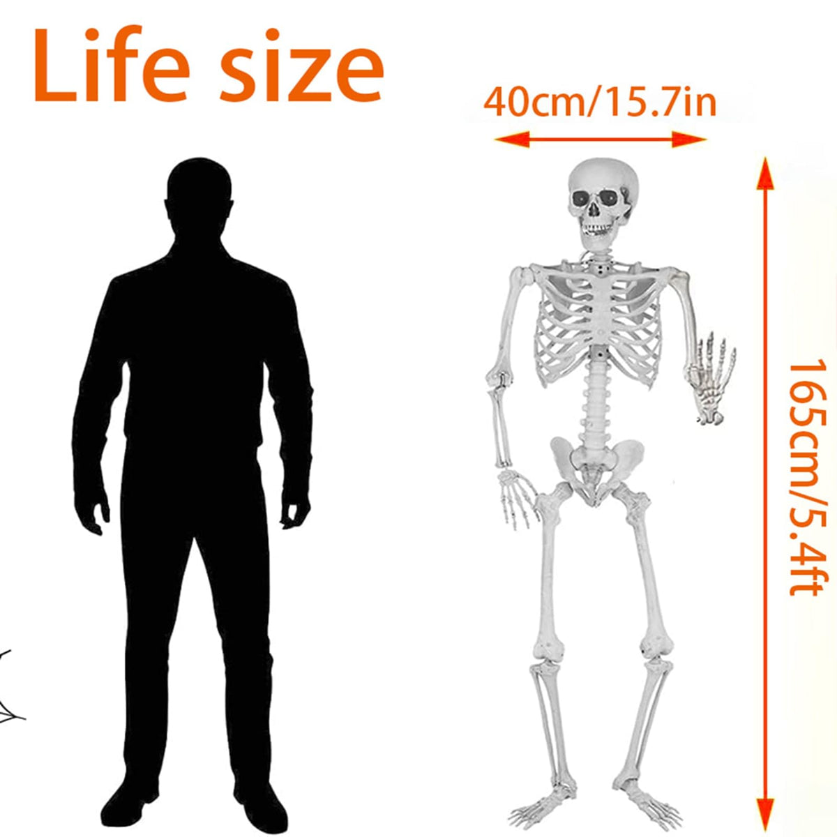 Life Size Posable Skeleton Halloween Decoration S49208