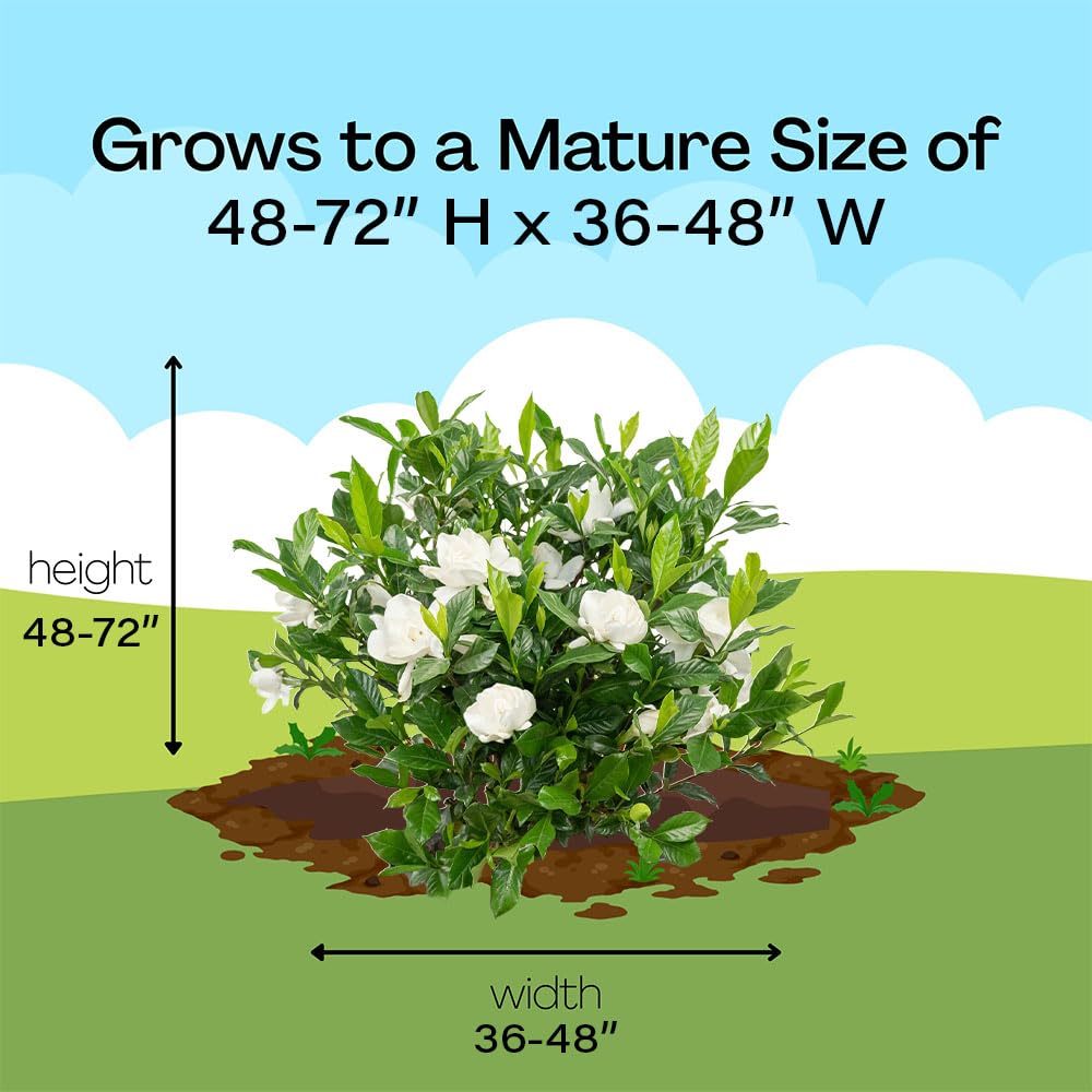 3 Gal. Gardenia Shrub X28709