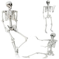 Life Size Posable Skeleton Halloween Decoration S49208