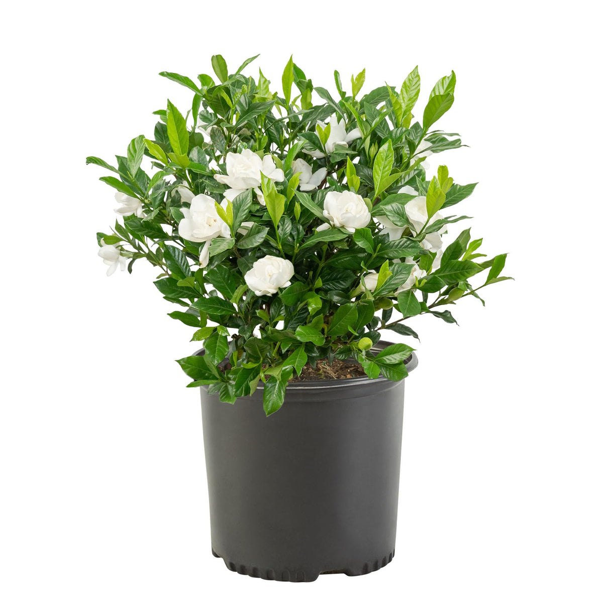 3 Gal. Gardenia Shrub X28709