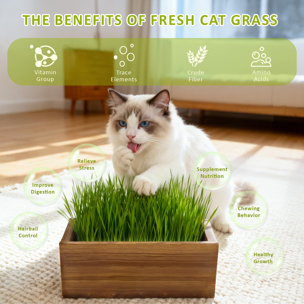 Cat Grass Kit with Wooden Planter 5 Pack F29438