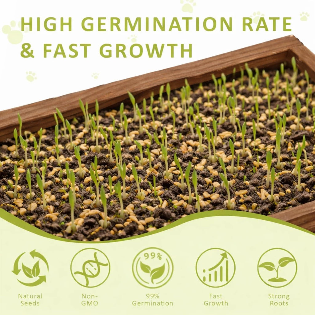 Cat Grass Kit with Wooden Planter 5 Pack F29438