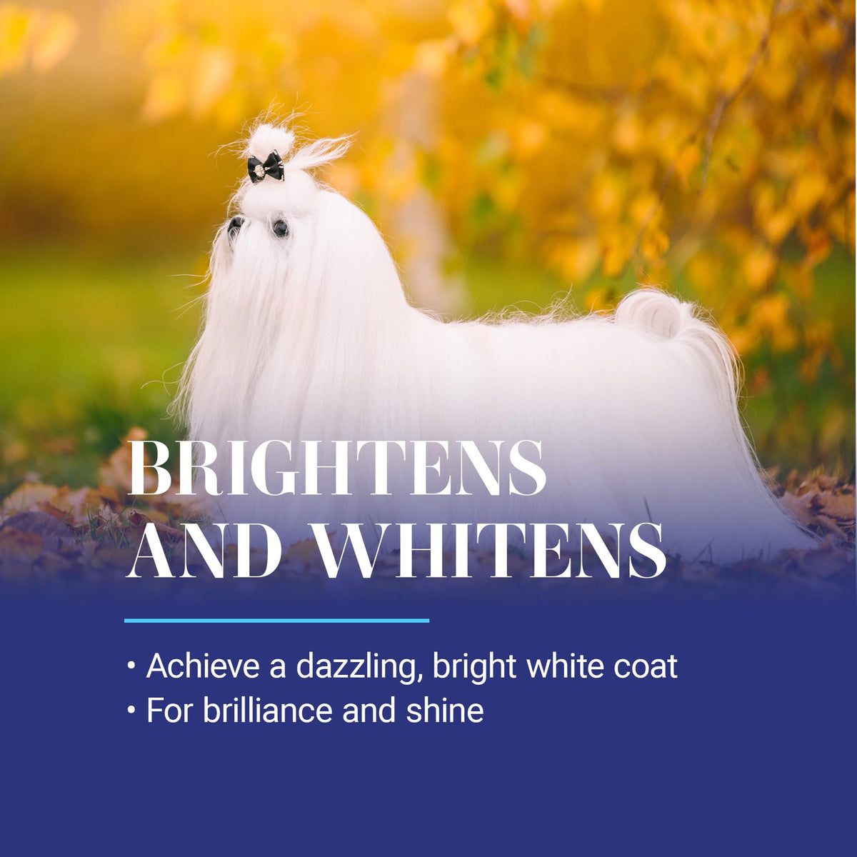 White Dog Shampoo 16OZ B581207