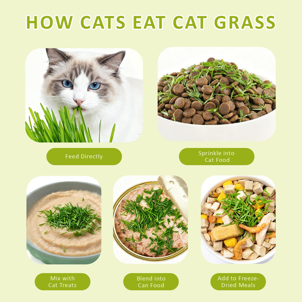 Cat Grass Kit with Wooden Planter 5 Pack F29438