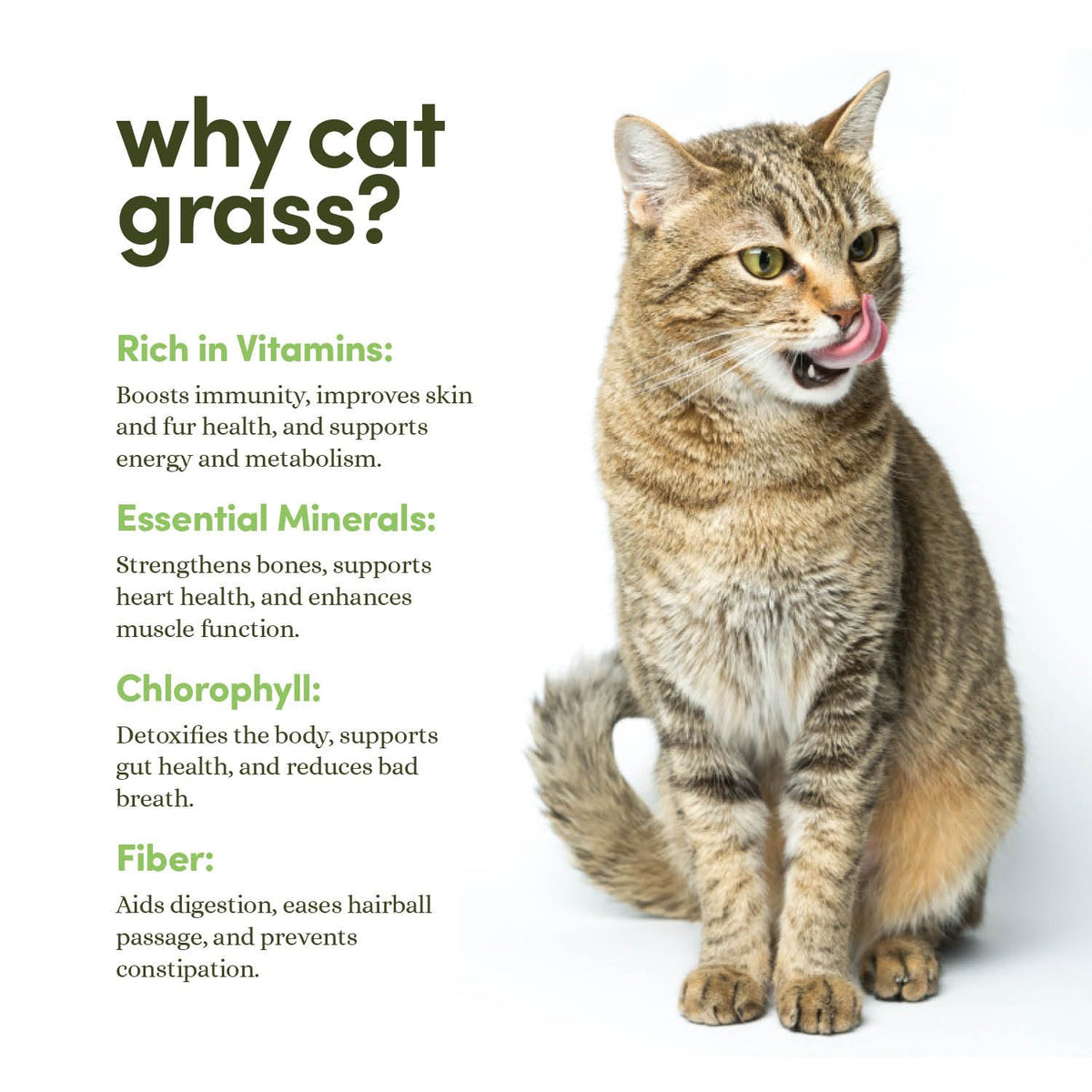Cat Grass for Indoor Cats Kit O57612