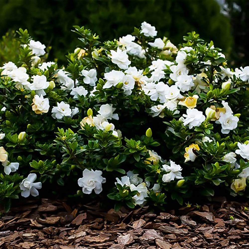 3 Gal. Gardenia Shrub X28709