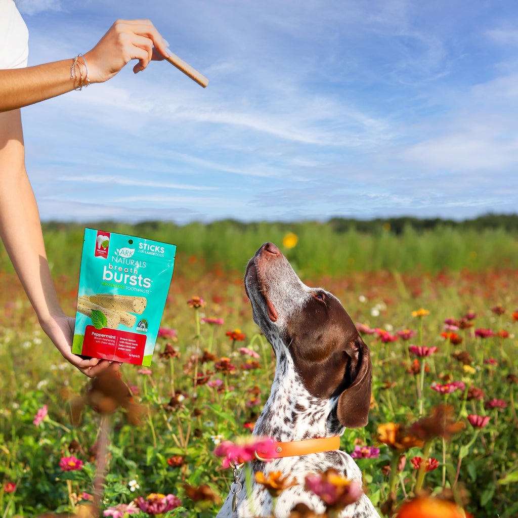 Peppermint Dog Dental Treats Large Breed 6 oz E92033