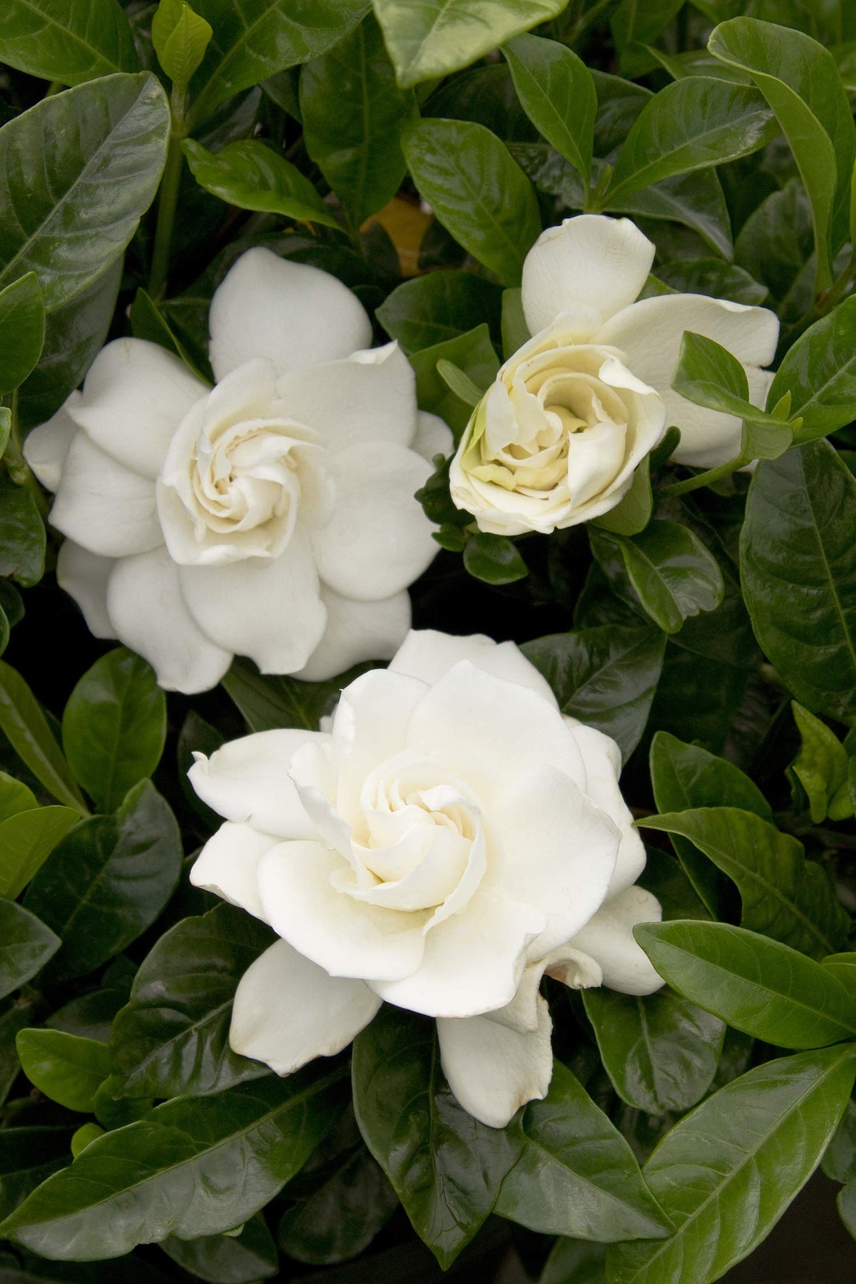 3 Gal. Gardenia Shrub X28709