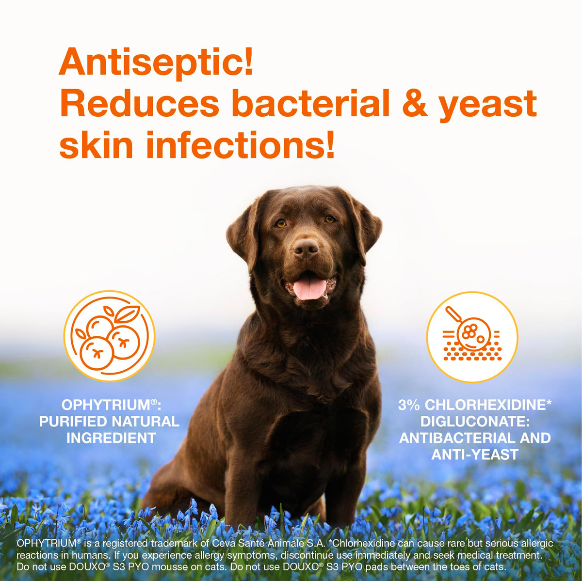 Chlorhexidine Shampoo and Mousse for Dogs V2292