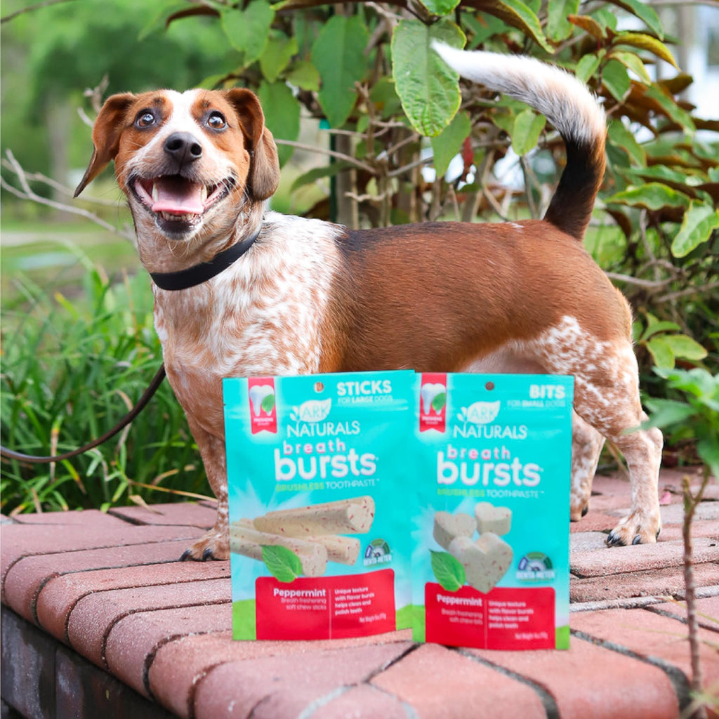 Peppermint Dog Dental Treats Large Breed 6 oz E92033