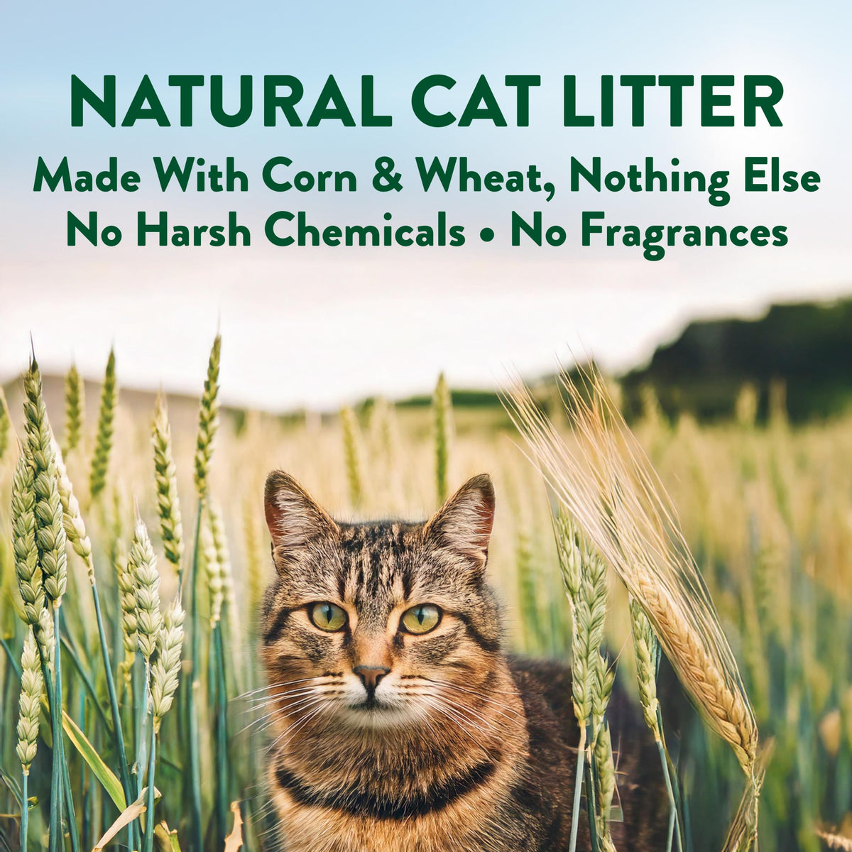 Plant-Based Clumping Cat Litter Unscented 15 Lbs Y599925